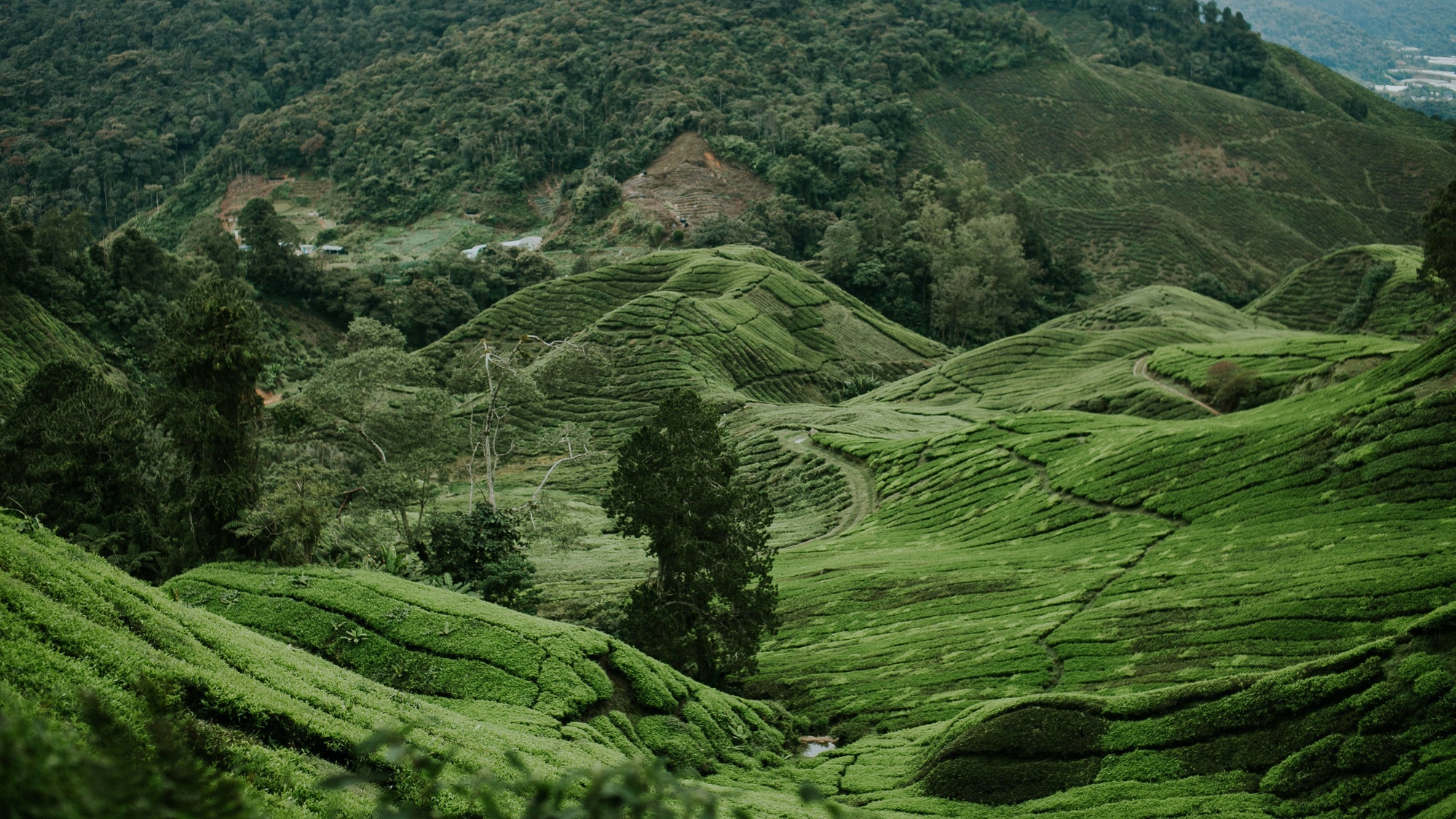 A tea garden landscape