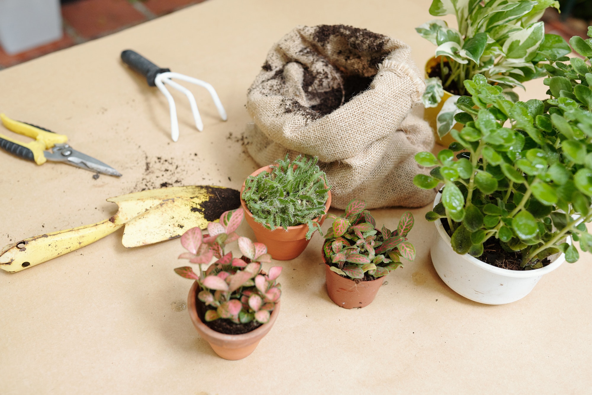 Gardening Tools and Houseplants