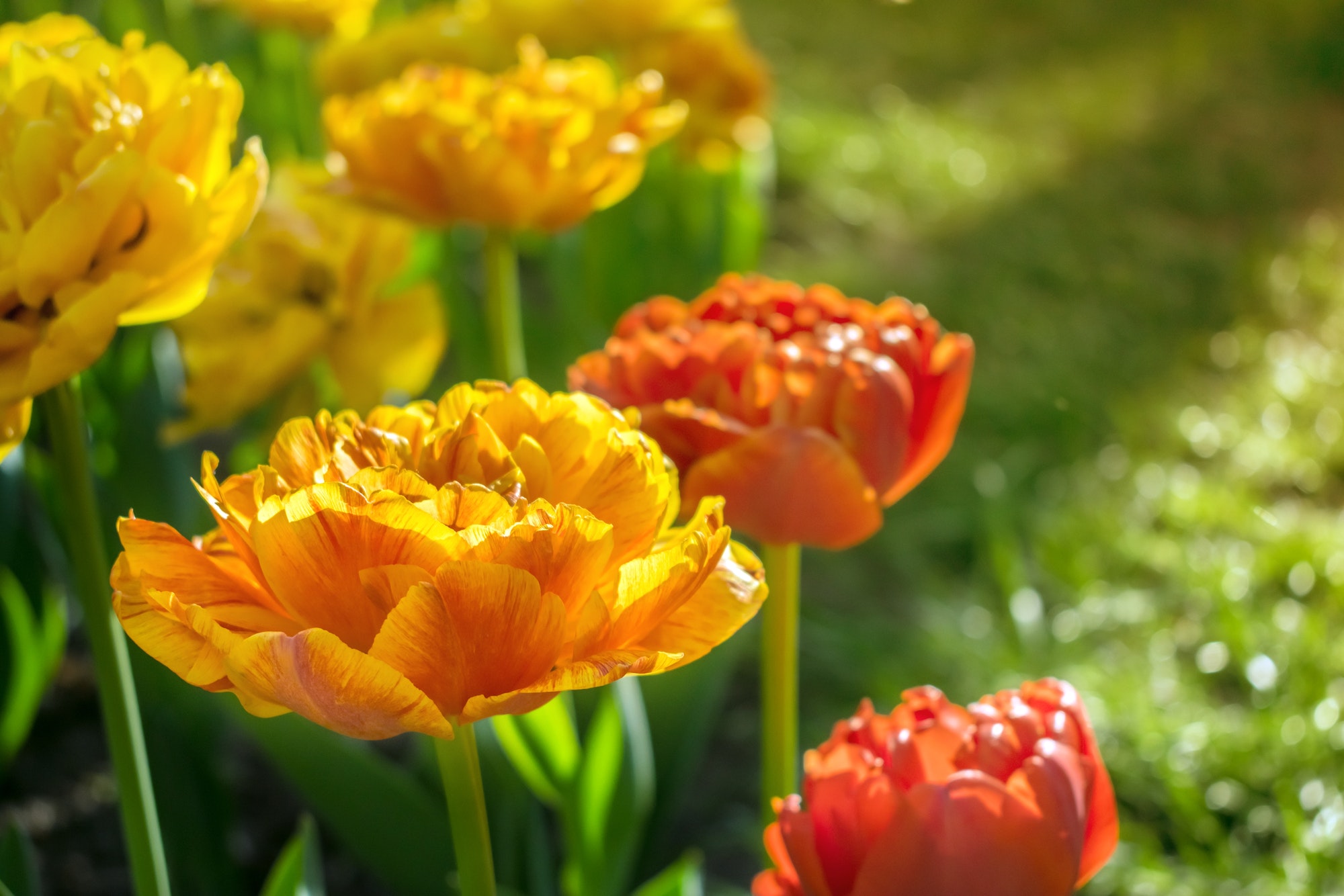 Sun Lover varietal Red and orange tulips in city park. Beautiful tulip flower in garden at summer